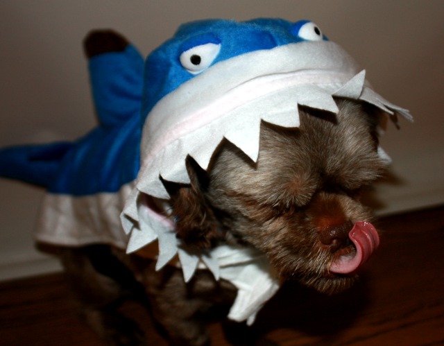 Bubba Shark #PurinaHalloweenWM #sponsored #spon #ad