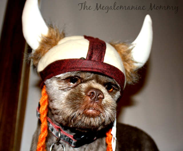 Bubba the Viking #PurinaHalloweenWM #sponsored #spon #ad