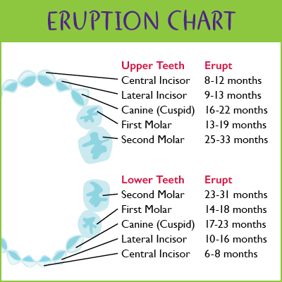 Teething Eruption Chart